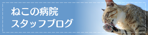 浅草橋ねこの病院ブログ